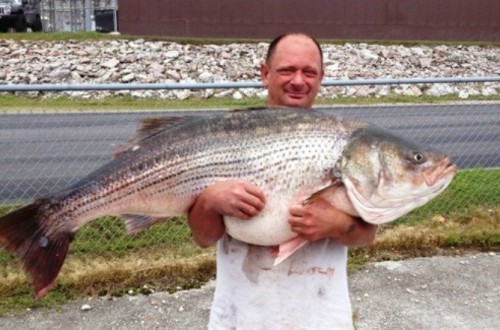 Man Catches A Record Breaking Giant Striped Bass