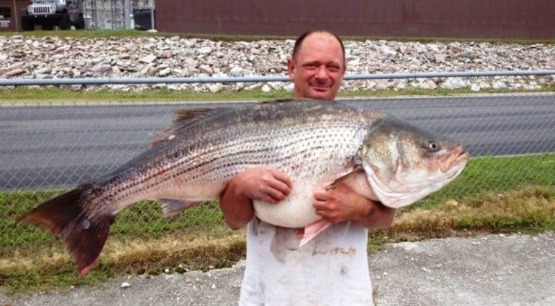 Man Catches A Record Breaking Giant Striped Bass