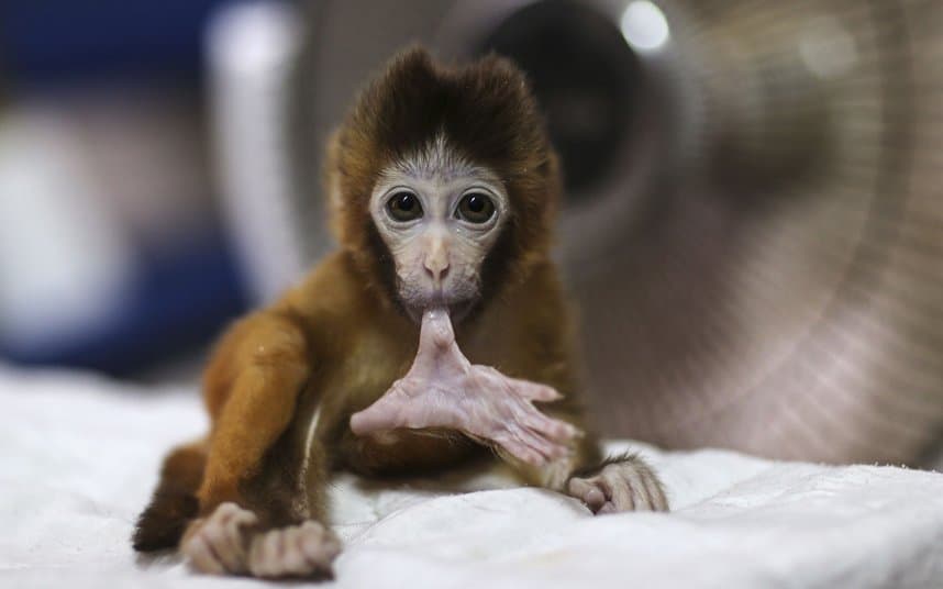 Public Outraged After Monkey With Same Name As The Royal Baby Was Announced