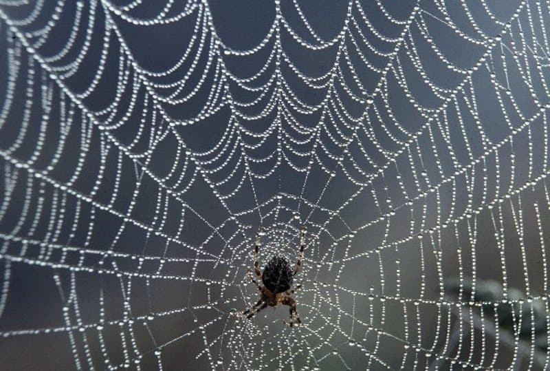 Scientists Create Mutant Spiders With Webs Stronger Than Bulletproof Vests