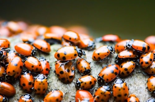 Students Release 72,000 Ladybugs For Senior Prank At Maryland High School