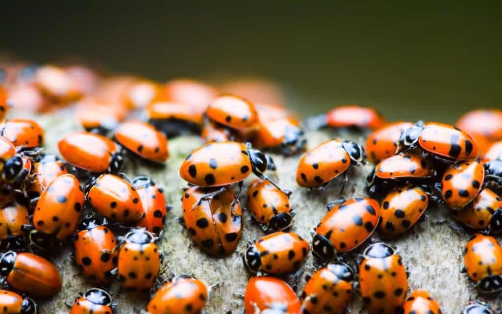 Ladybugs Released In High School