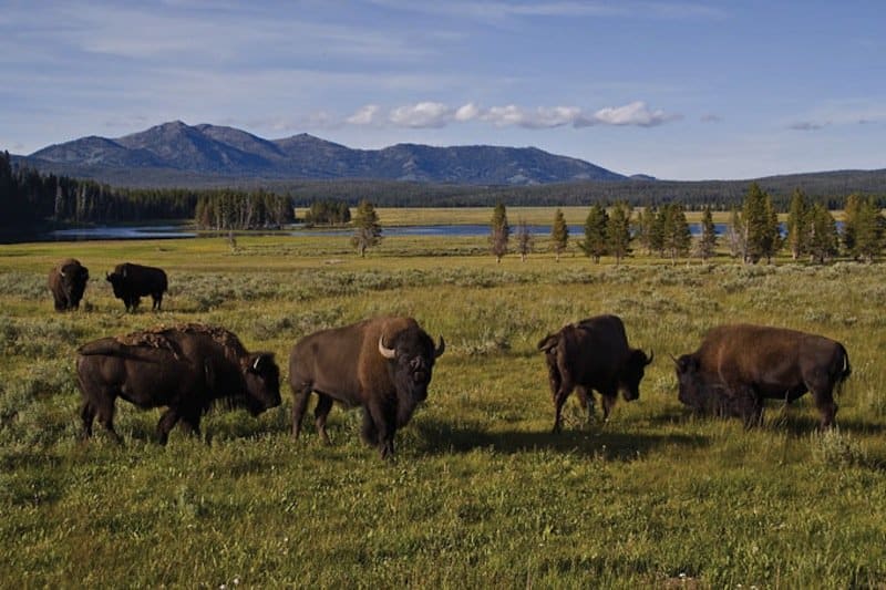 Taiwanese Exchange Student Gets Gored In Buttocks At Yellowstone National Park