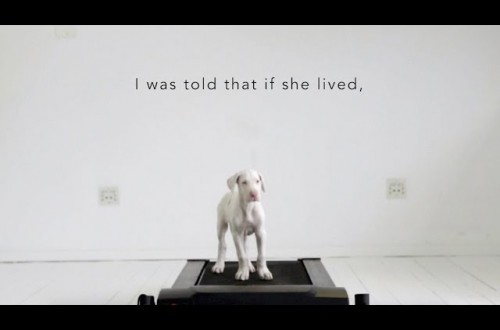 This Heartwarming Video Of A Puppy Growing Up Will Leave You Speechless