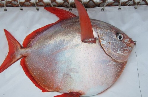 World’s First Fully Warm-Blooded Fish Discovered