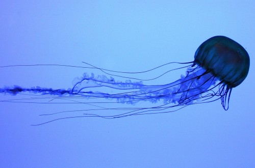 10 Interesting Facts You Probably Don’t Know About Jellyfish