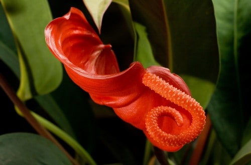 15 Most Bizarre Flowers From Around The World