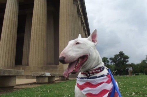 20 Animals That Ran For Political Office