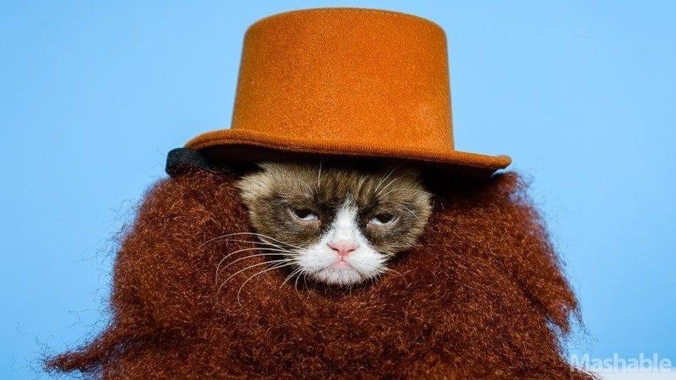 20 Hilarious Pictures Of Pets In Costumes