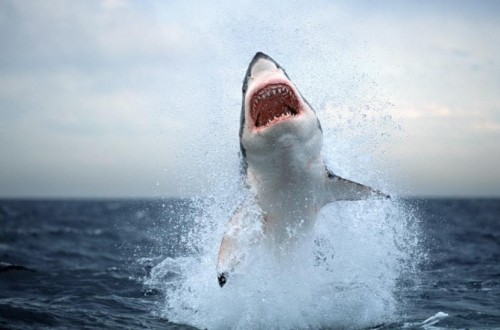 20 Horrifying Shark Attacks That Will Make You Question Going Swimming