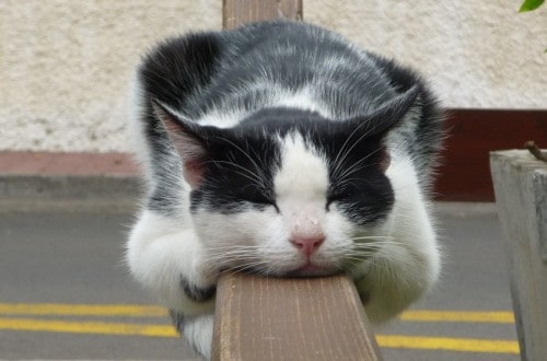20 Lazy Cats That Will Make You LOL