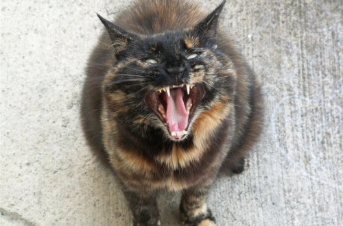 20 Of The Most Evil Cats You’ll Ever See