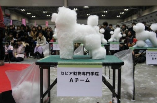 Japanese Groom Dogs To Look Like Cubes