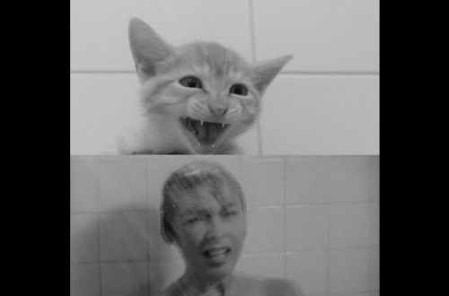 Kittens Star In Shot-For-Shot Remake Of Psycho’s Shower Scene