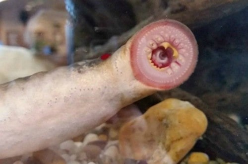 Lampreys Are Falling From The Sky In Alaska