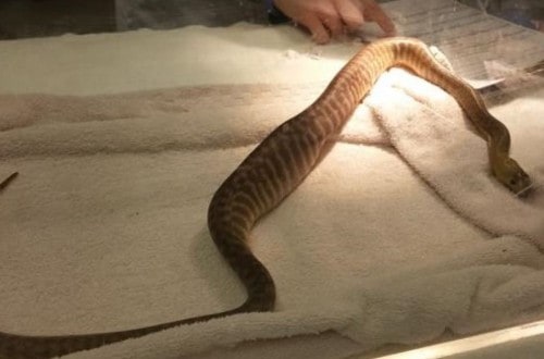 Python Undergoes Surgery After Swallowing BBQ Tongs