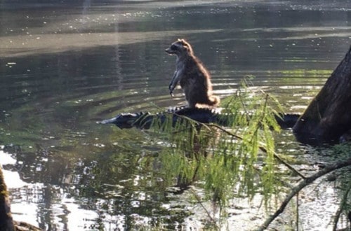 Raccoon Goes For Gator Ride In Florida