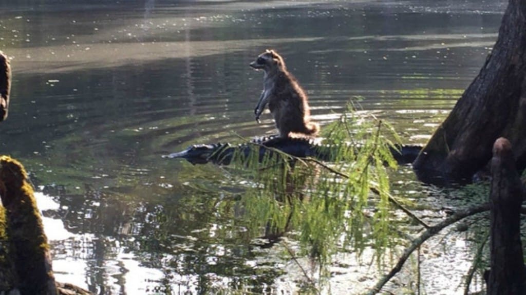 Raccoon Goes For Gator Ride In Florida