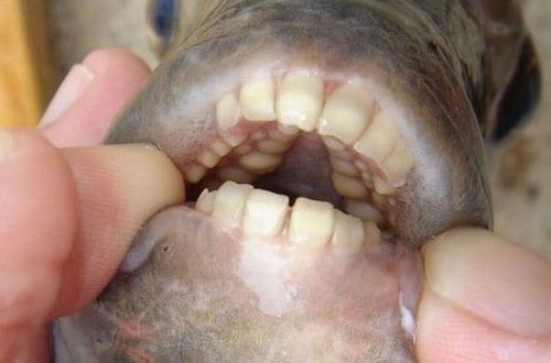 Rare Amazonian Fish With Human-Like Teeth Found In New Jersey