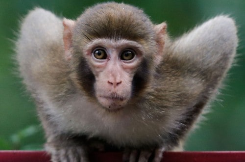 Scientist Wants To Perform Head Transplants On Monkeys