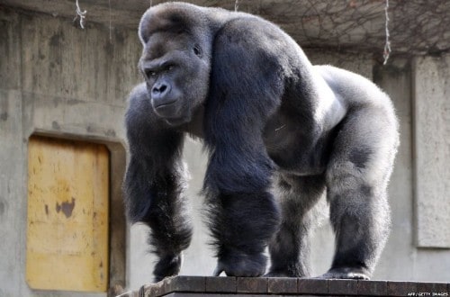 Sexy Gorilla Popular With Women At Japan Zoo
