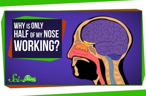 Smells And Stuffy Noses Explained With Science