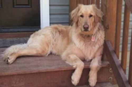 Woman’s Dog Dies After Being Dried For Too Long