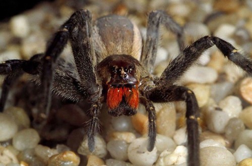World’s Deadliest Spider That Gives Males Four Hour Erections Found In Supermarket’s Fruit