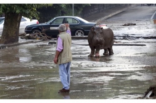 Zoo Animals Roam Streets Due To Flood In Georgia