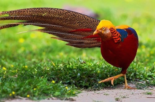 15 Of The Most Beautiful Birds In The World