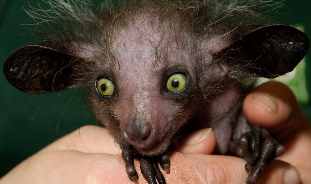 20 Animal Freaks Of Nature That Prove Evolution Was Drunk