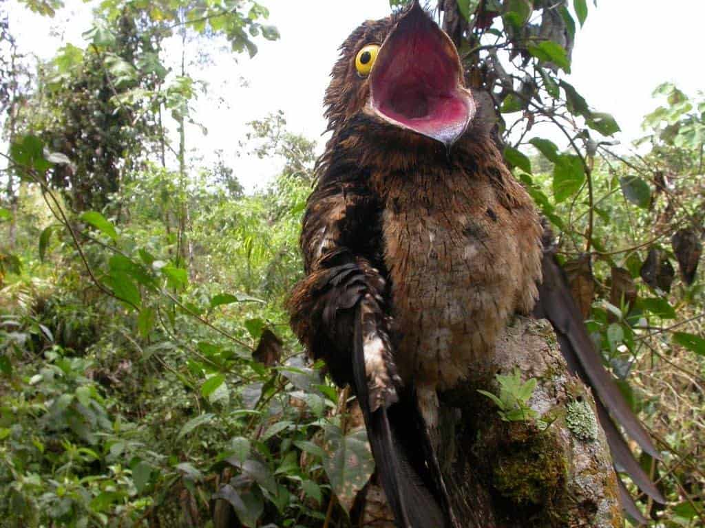 20 Animal Freaks Of Nature That Prove Evolution Was Drunk
