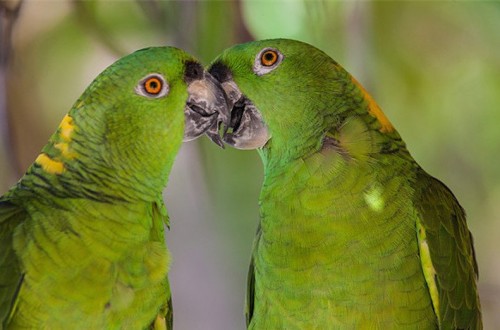 20 Animals With Hilarious Mating Rituals And Sexual Habits