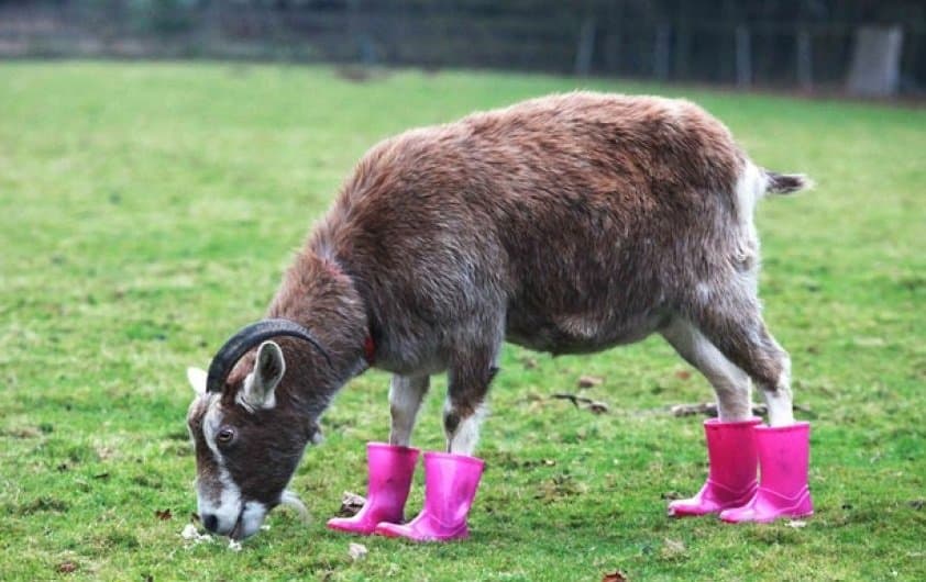 20 Cute Photos Of Animals Wearing Shoes