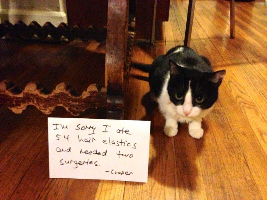 20 Of The Most Hilarious Cat Shaming Signs