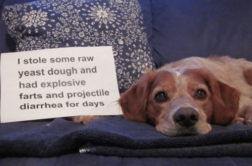 20 Of The Naughtiest Dogs In The World