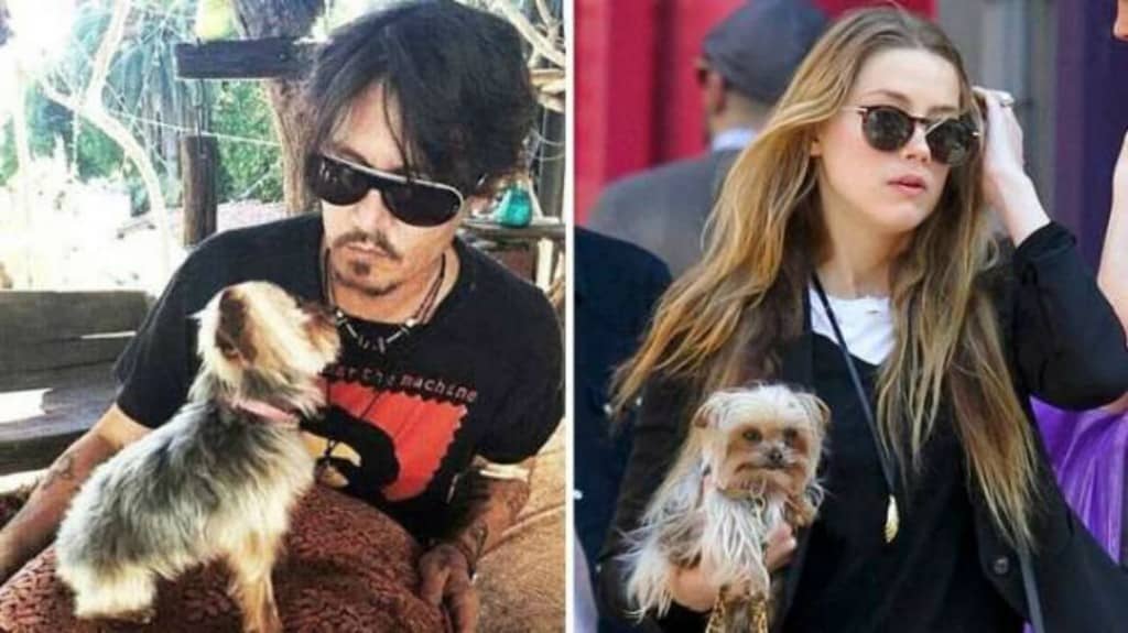 Amber Heard, Johnny Depp’s Wife, Being Charged With Dog Smuggling
