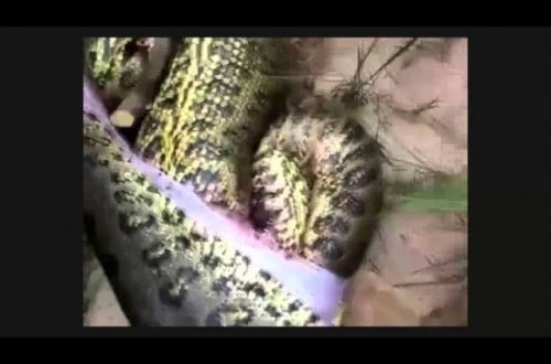 Anaconda Resorts to Cannibalism, Devoured Another Anaconda