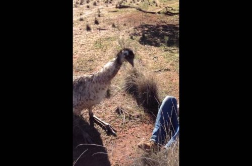 Australian Emu Tries To Get It On With American Tourist