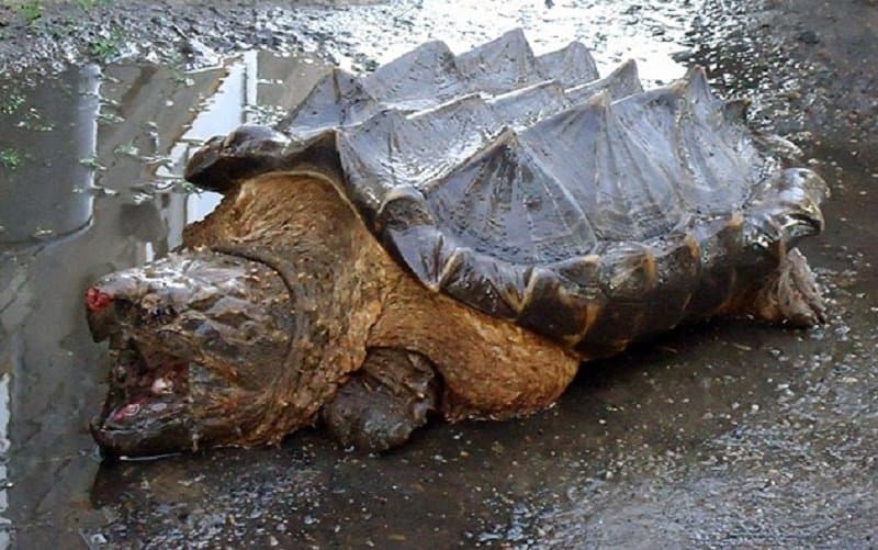 Bizarre “Dinosaur” Turtle Found On Russian Beach