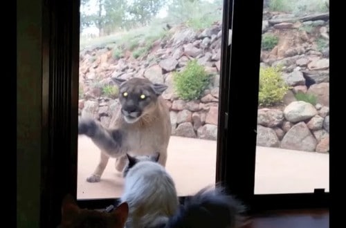 Brave House Cat Stares Down Mountain Lion