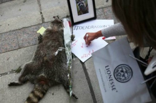 Dead Raccoon Gets Royal Treatment In Toronto