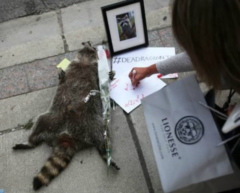 Dead Raccoon Gets Royal Treatment In Toronto