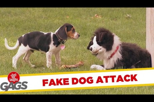 Fake Dog Pranks Real Dogs At The Park