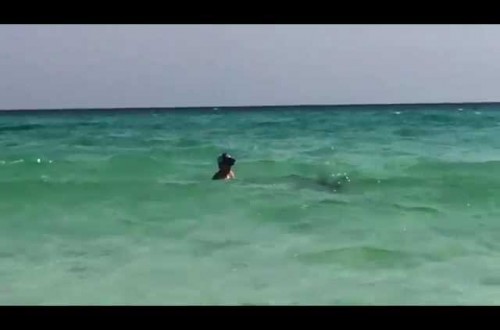 Incredible Video Shows Man Saving A Hammerhead Shark