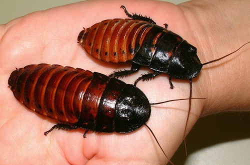 Japanese Zoo Wants To Change People’s Minds About Cockroaches