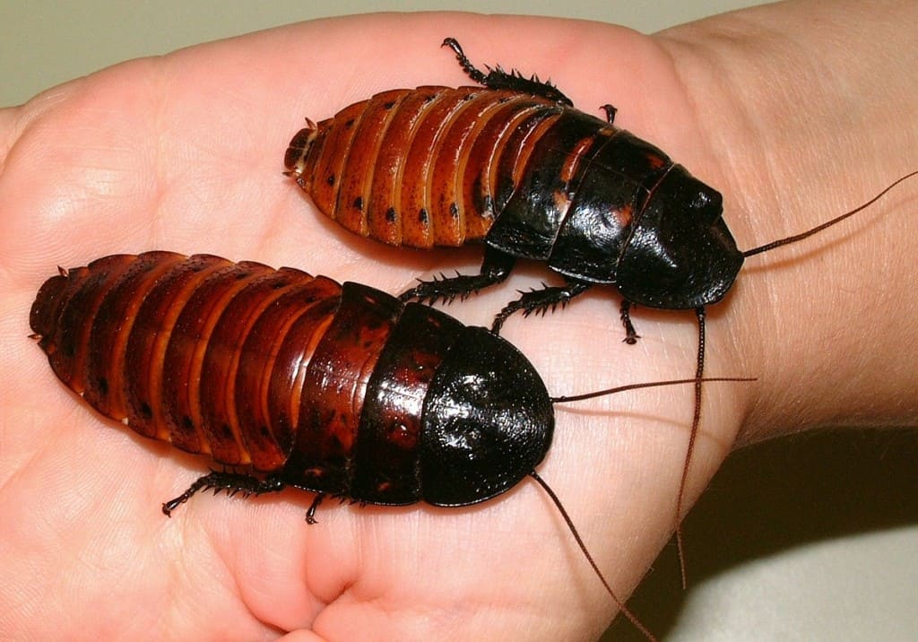 Japanese Zoo Wants To Change People’s Minds About Cockroaches
