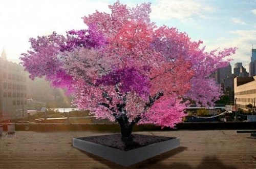 Man Creates A Tree Which Grows 40 Different Fruits