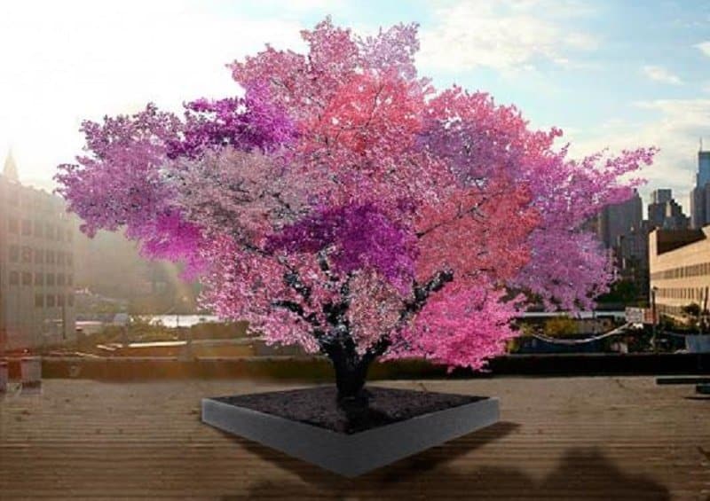 Man Creates A Tree Which Grows 40 Different Fruits