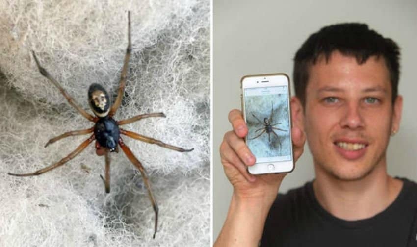 Man Unknowingly Handles Venomous False Widow Spider Bare Handed